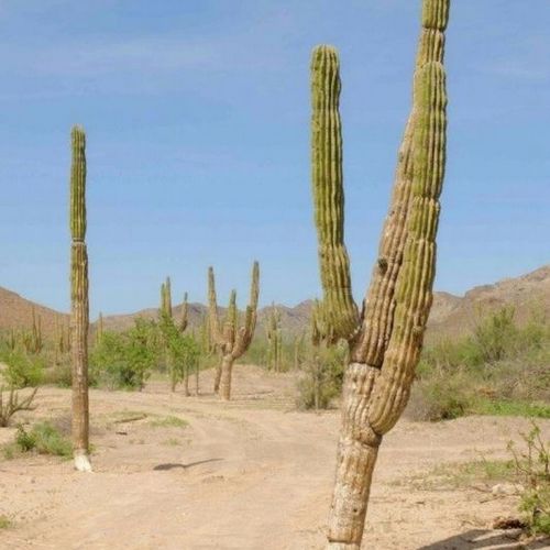 Turismo Balandro Cactus