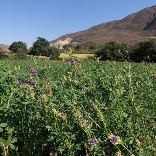 Rancho de alfalfa
