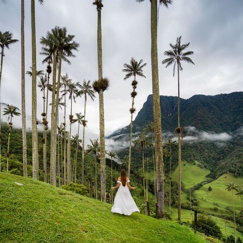 Valle de Cocora